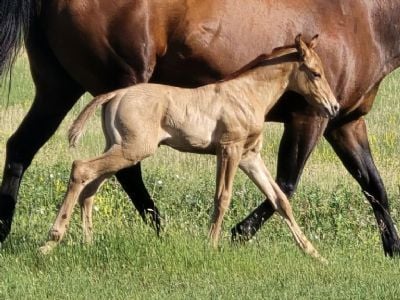 Foreigner Topsail JW <BR> AQHA PENDING